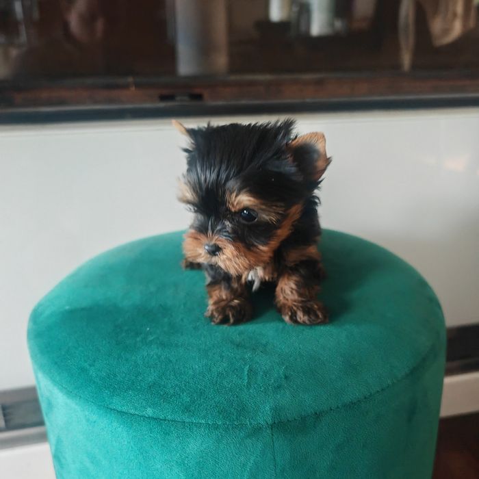 York jork Yorkshire terrier MINI rodowód microchip wyprawka