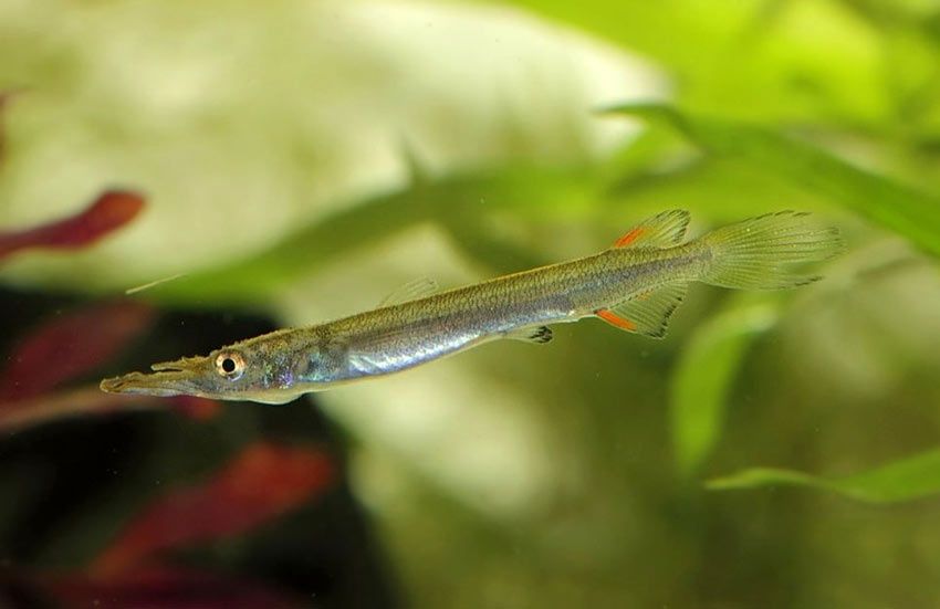 Półdziubek karłowaty