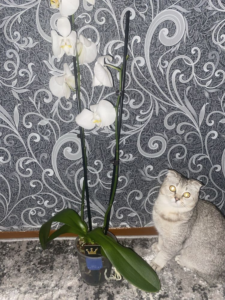 Орхідея Біла, уцінка, орхидея