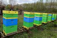 Ule wielkopolskie 10- ramkowe, matki pszczele,pszczoły