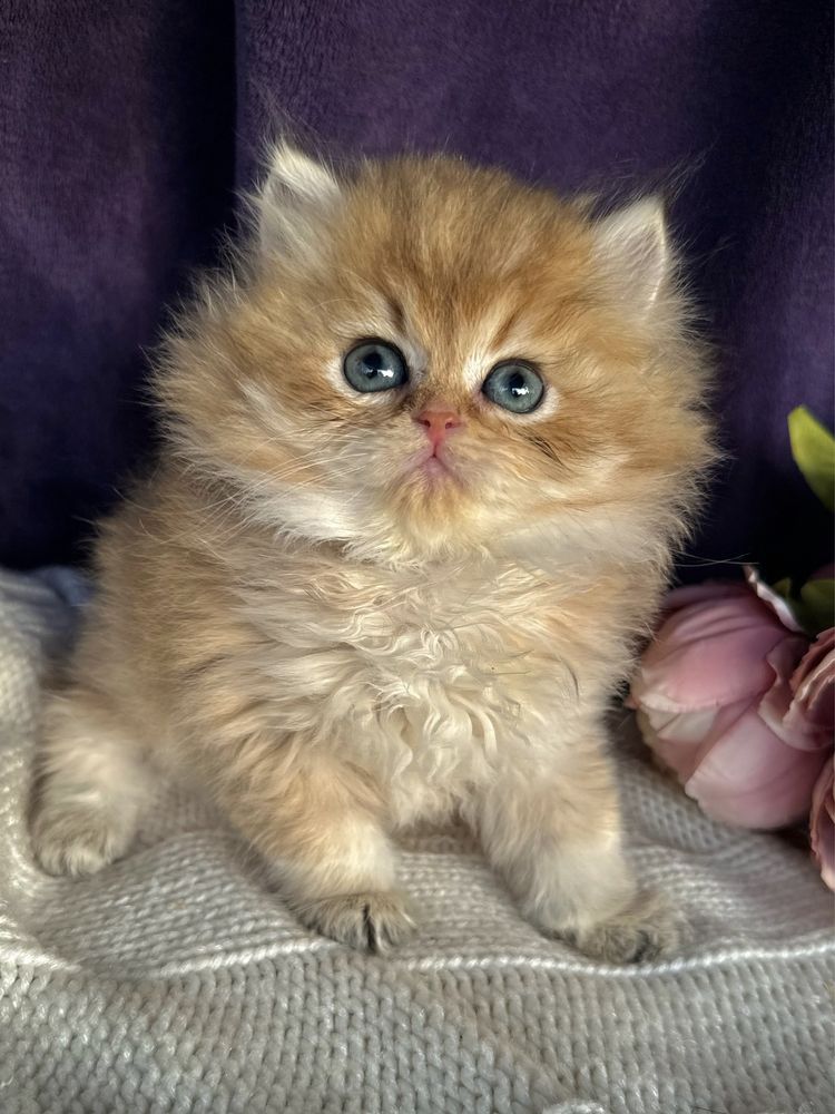 Неймовірно красиве кошеня золота британська шиншила рудий