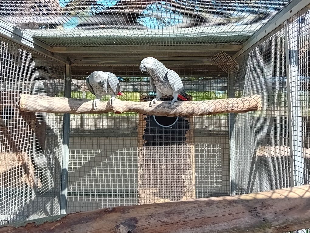 Casal papagaios africanos