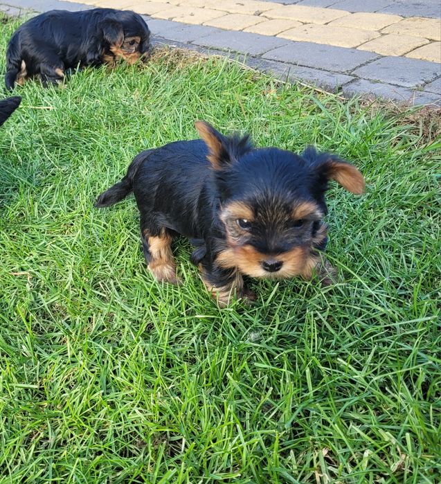 Yorkshire terrier