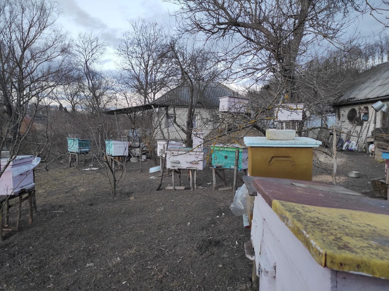 Продам 15 сімей бджіл