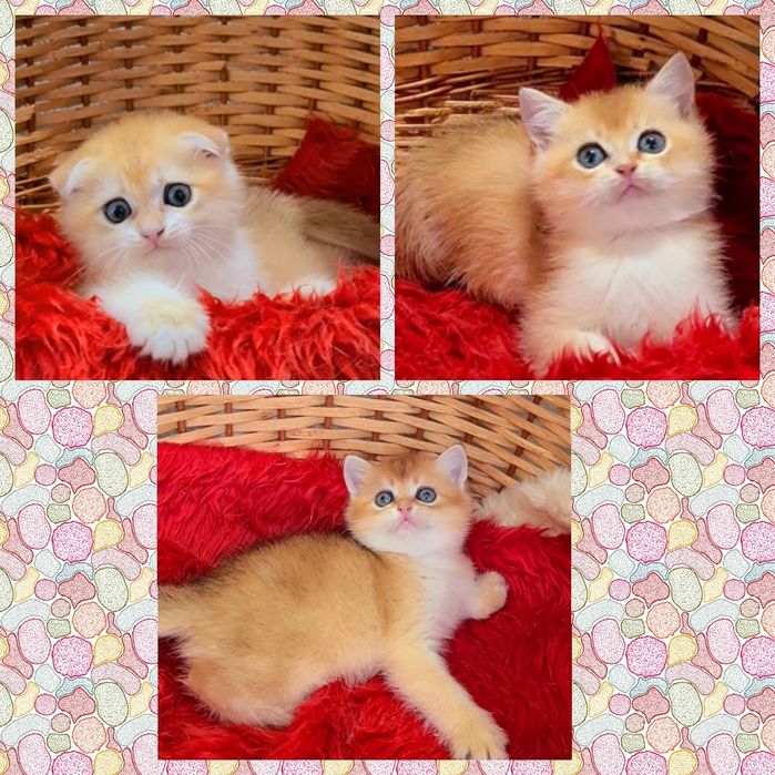 Золота шиншила хлопчики і дівчинка