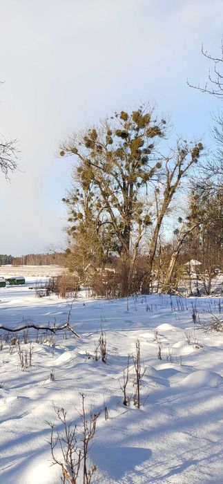 Topole na pniu - do ścinki we własnym zakresie