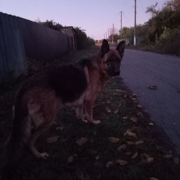 Щенки немцецкой овчарки