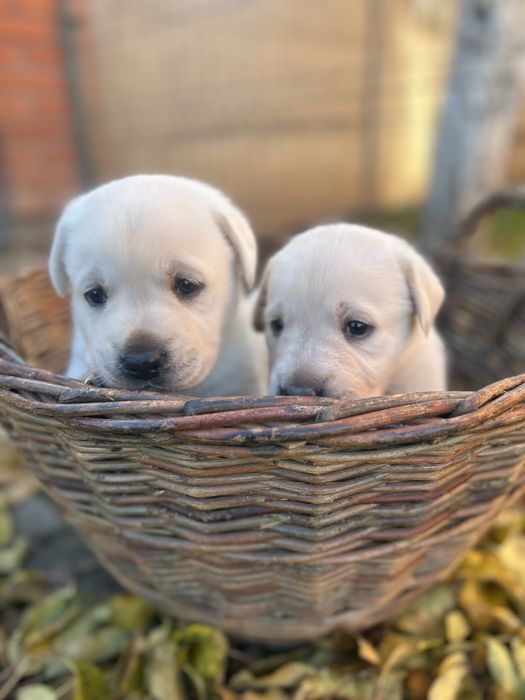 Цуценята лабрадора