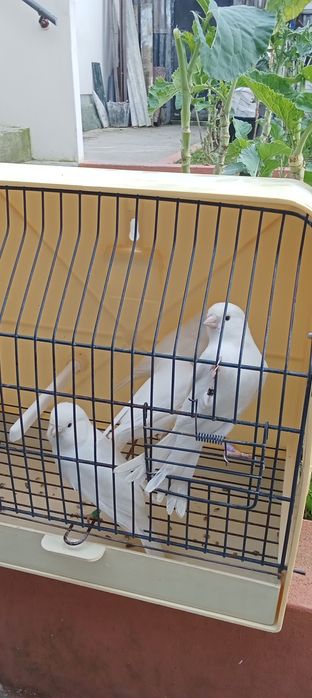 Canários machos e fêmeas 2025 várias raças