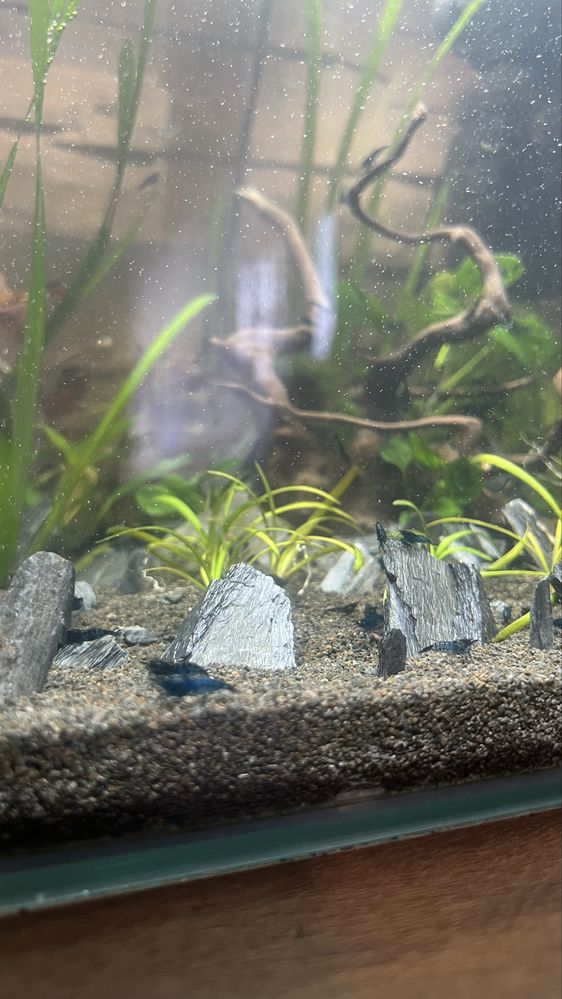 Krewetki neocaridina blue velvet tylko 4 zł Do każdych pięciu 1 gratis