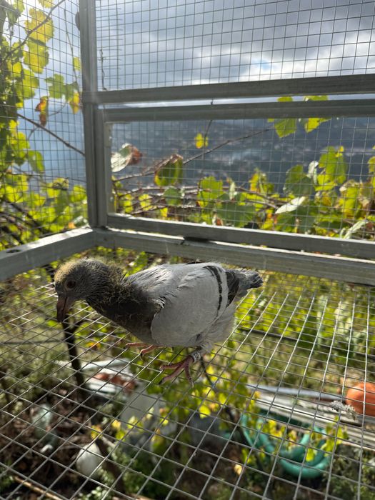Pombos correios borrachos