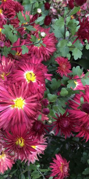 Продам хризантеми мультифлора