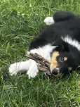 Szczeniak suczka Owczarek szkocki długowłosy - Collie