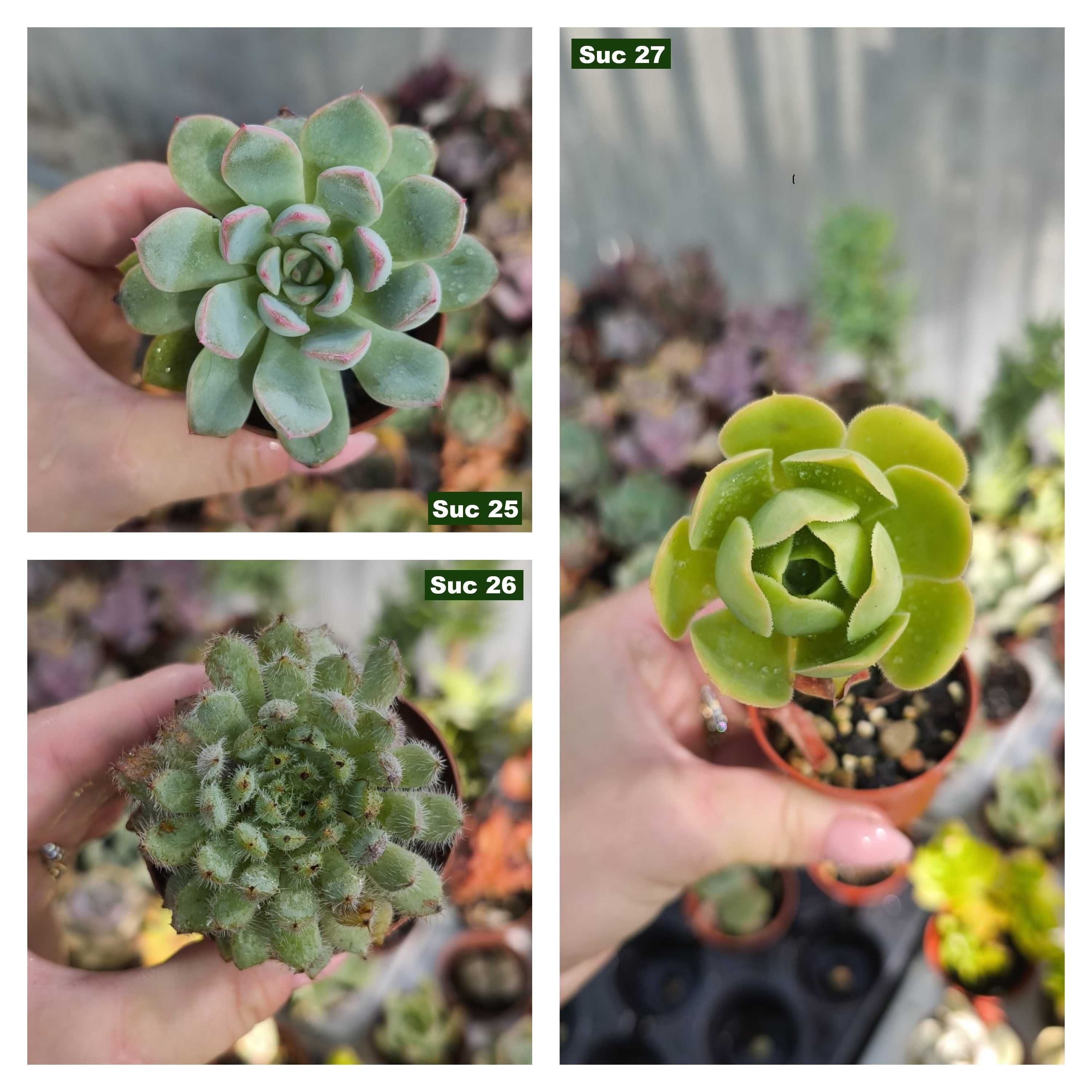 Suculentas: aeoniums, echeverias etc