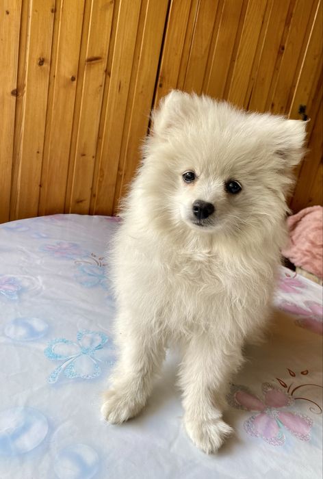 Продаю дівчинку шпіц