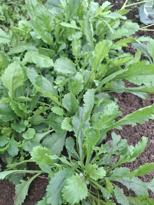 Sadzonki margaretki o dużych kwiatach