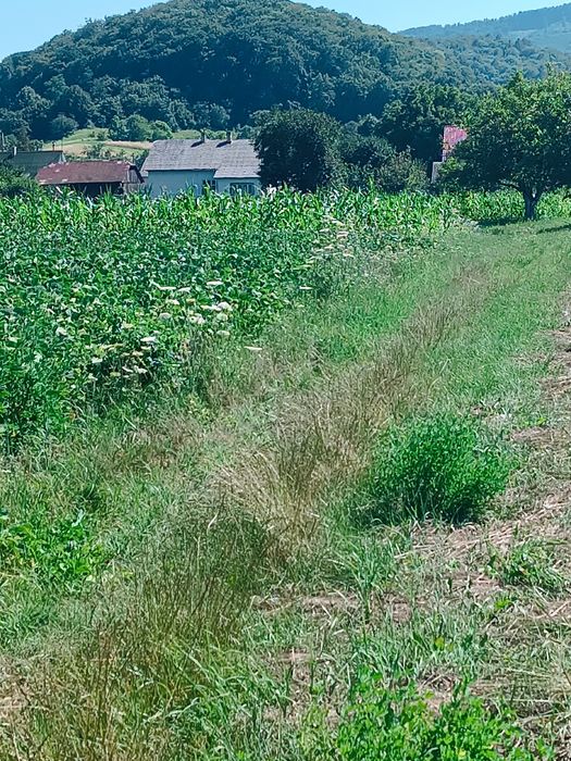 Продам земельну ділянку