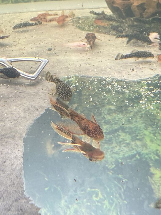 Zbrojnik glonojad Ancistrus sp CALICO