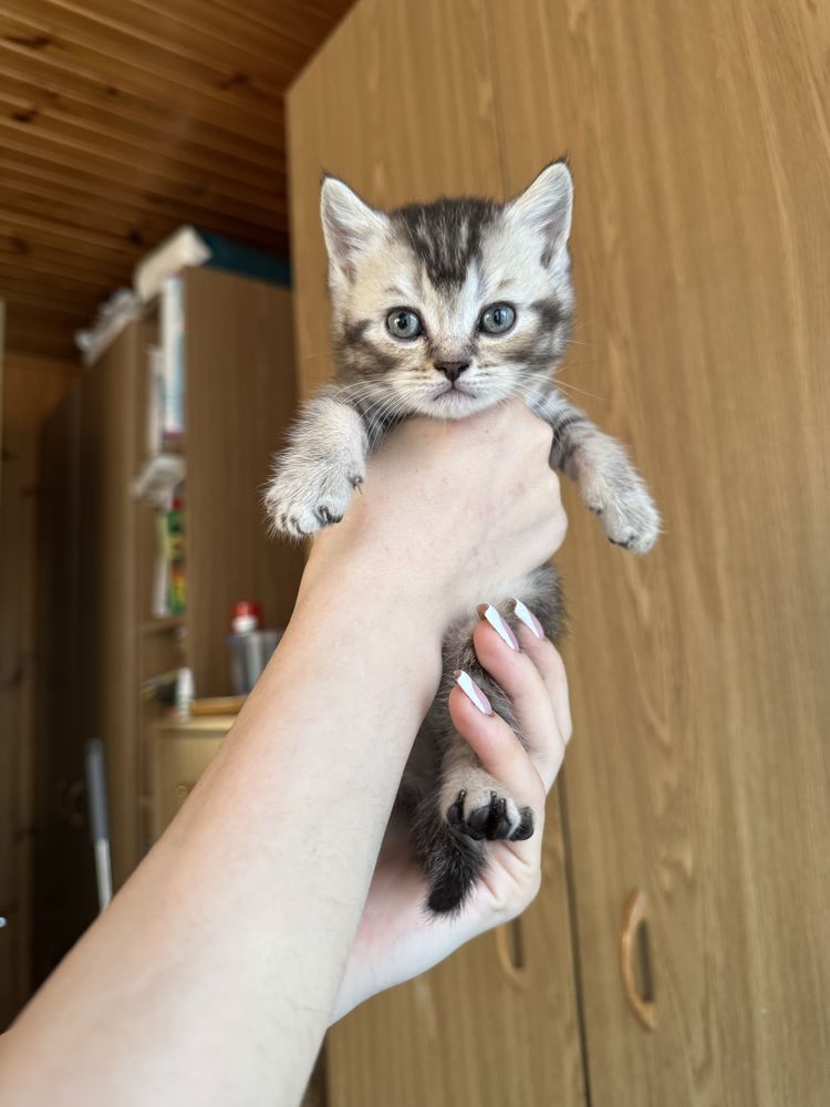 Шотландський котик