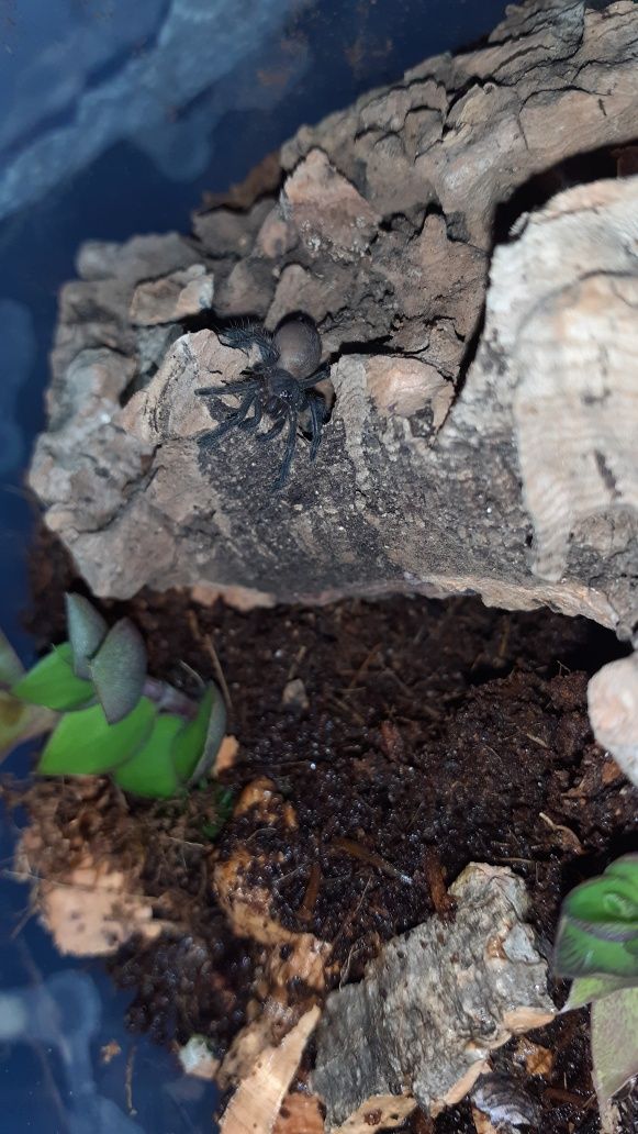 Chilobrachys natanicharum electric blue l1