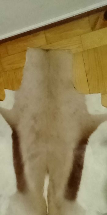 Tapete de pele antílope