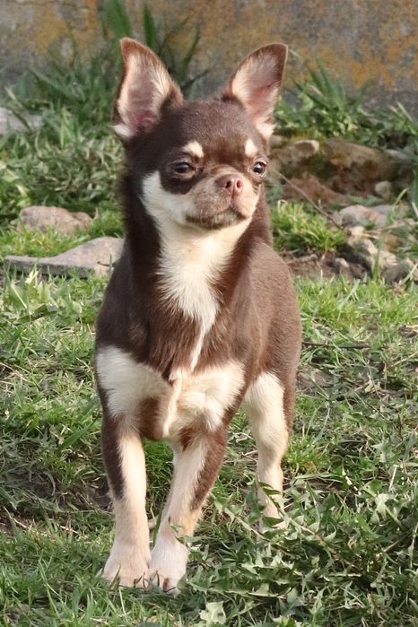 Чихуахуа девочка
