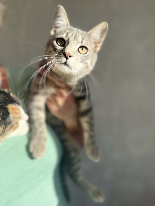 Котик в пошуках своєї родини  Хлопчик сірий