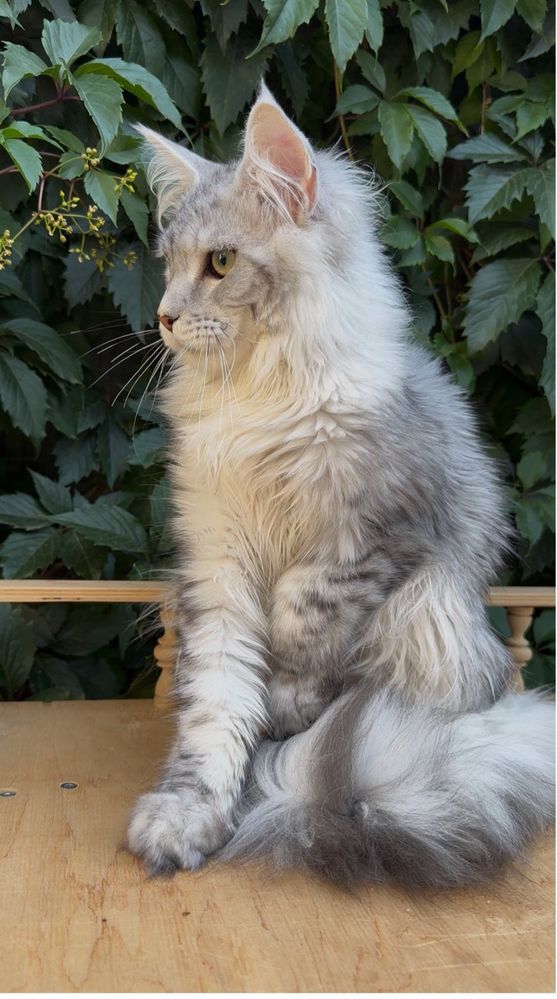 Срібний хлопчик мейн кун