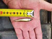 Sandacz narybek sandacza 6 cm