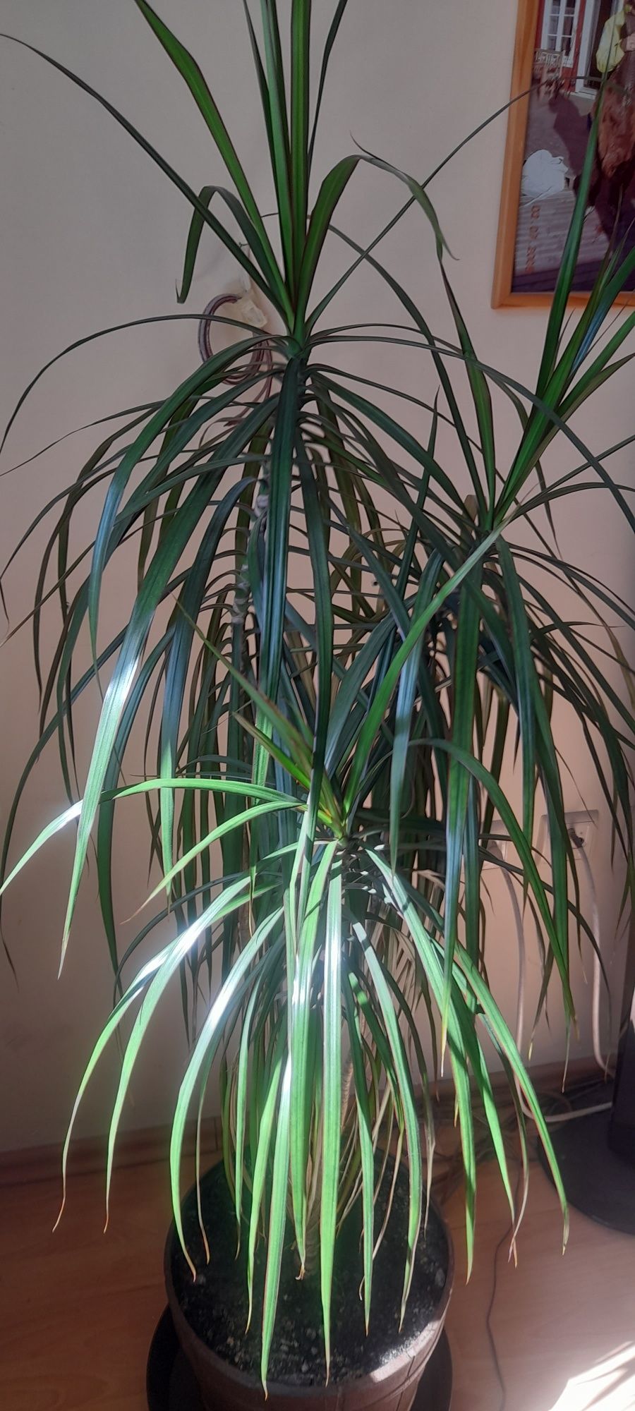 Dracena duża zadbana