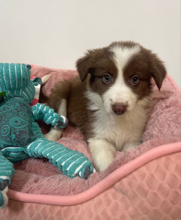 Border collie 2 meses femea