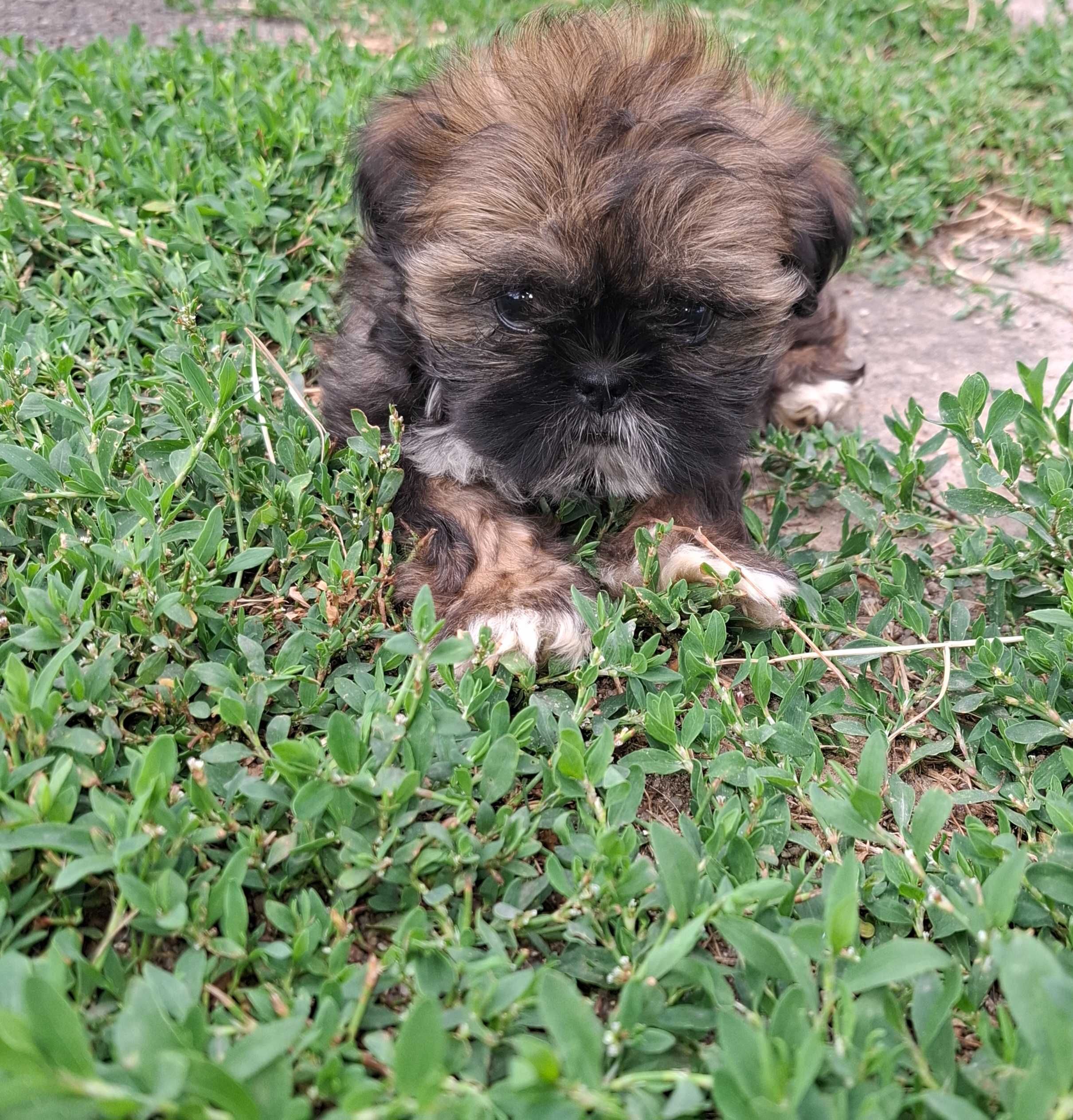 Sunia rasy shih tzu gotowa do zmiany domu