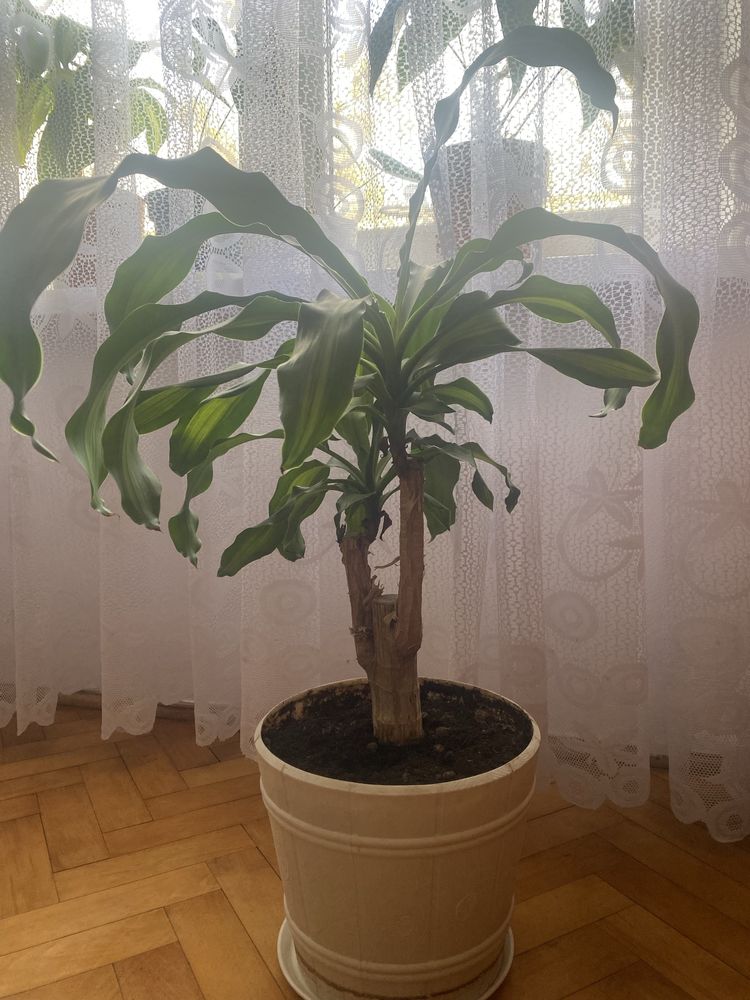 Dracena wonna w doniczce