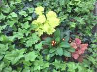 Плющ садовый - вечнозеленый многолетник для сада
