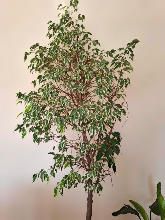 Fikus benjamin, figowiec benjamiński odm. 'Variegata'