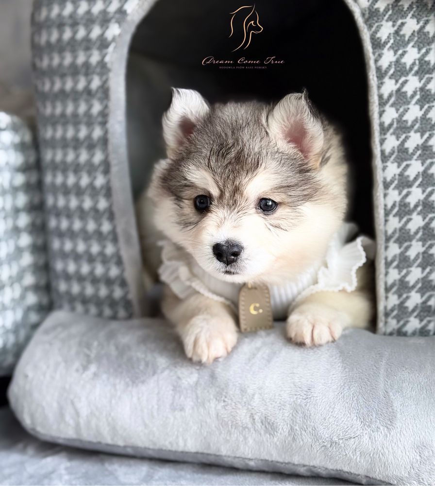 Pomsky ( Mini Husky )