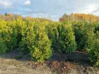 Tuja brabant 200cm, Thuja brabant, żywotnik zachodni