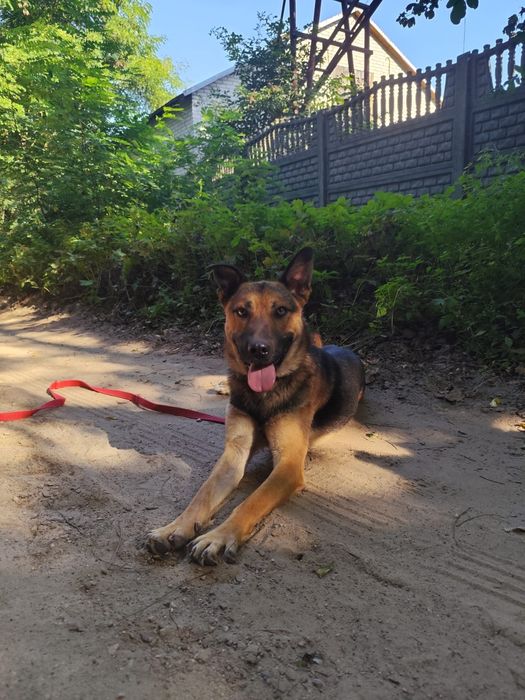 Pies idealny do adopcji!