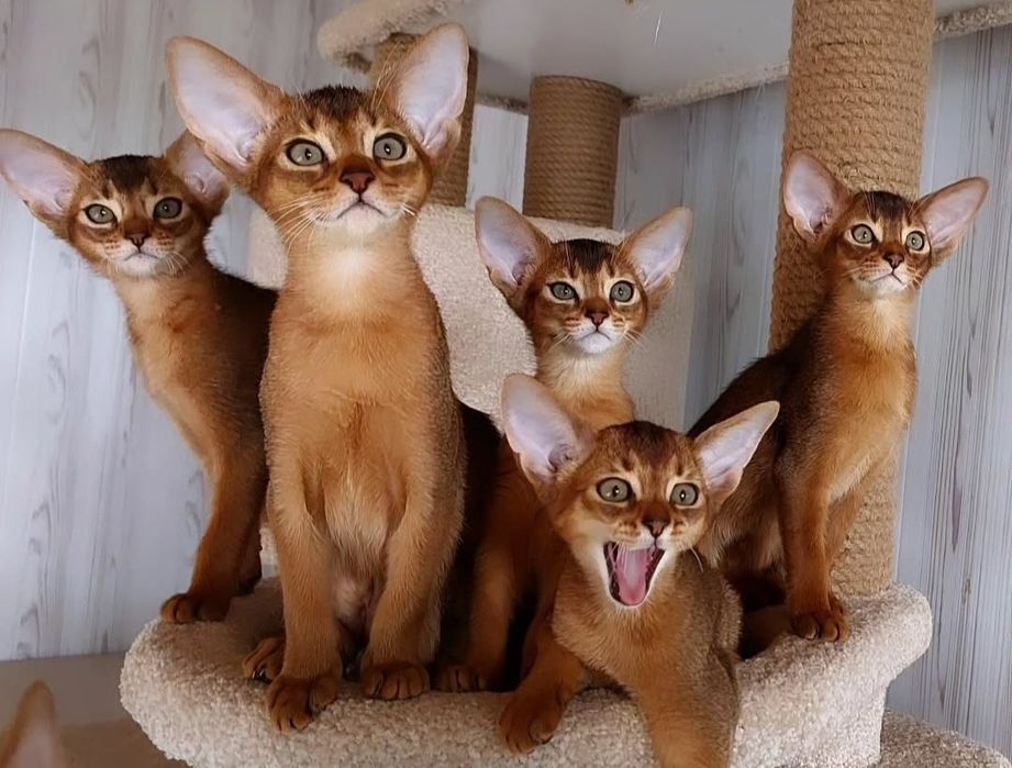 Абесинские котята готовы к переезду