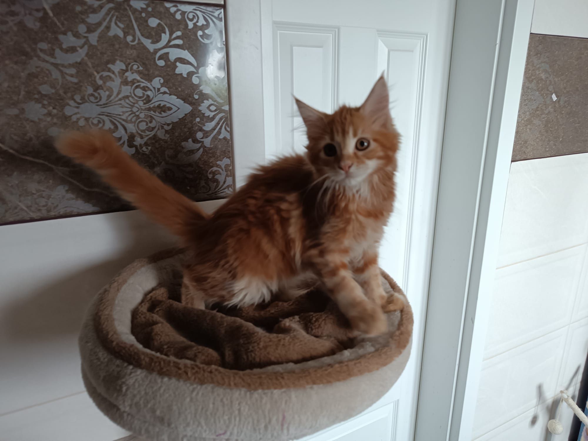 Maine coon FPL.Koteczka,,kot rasowy GOTOWA DO ODBIORU