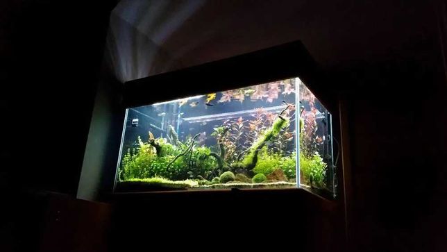 Oświetlenie LED - akwarium