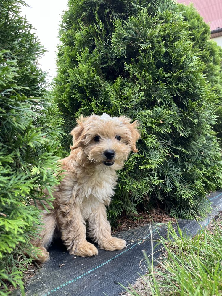 Cudowna suczka maltipoo do odbioru