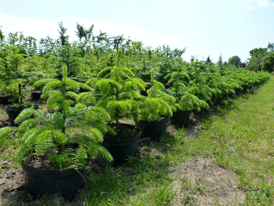 Jodła kaukaska balsamiczna górska nikko koreańska kalifornijska 12 ltr