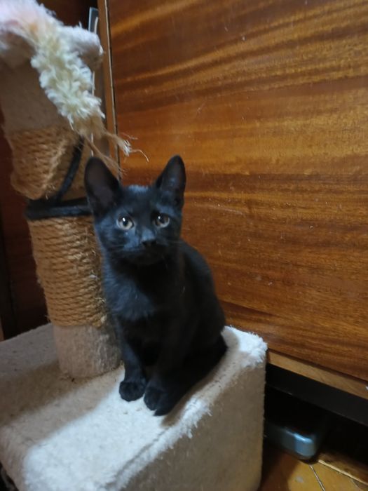 Маленькая черная котёнок девочка ищет дом! Котята в хорошие руки!