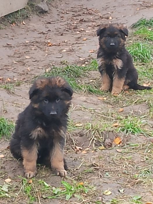 Owczarek niemiecki długowłosy