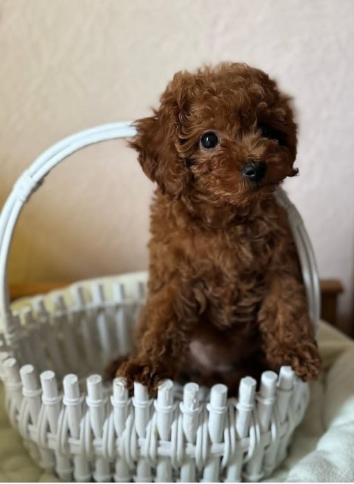 Той пудель супер малюк