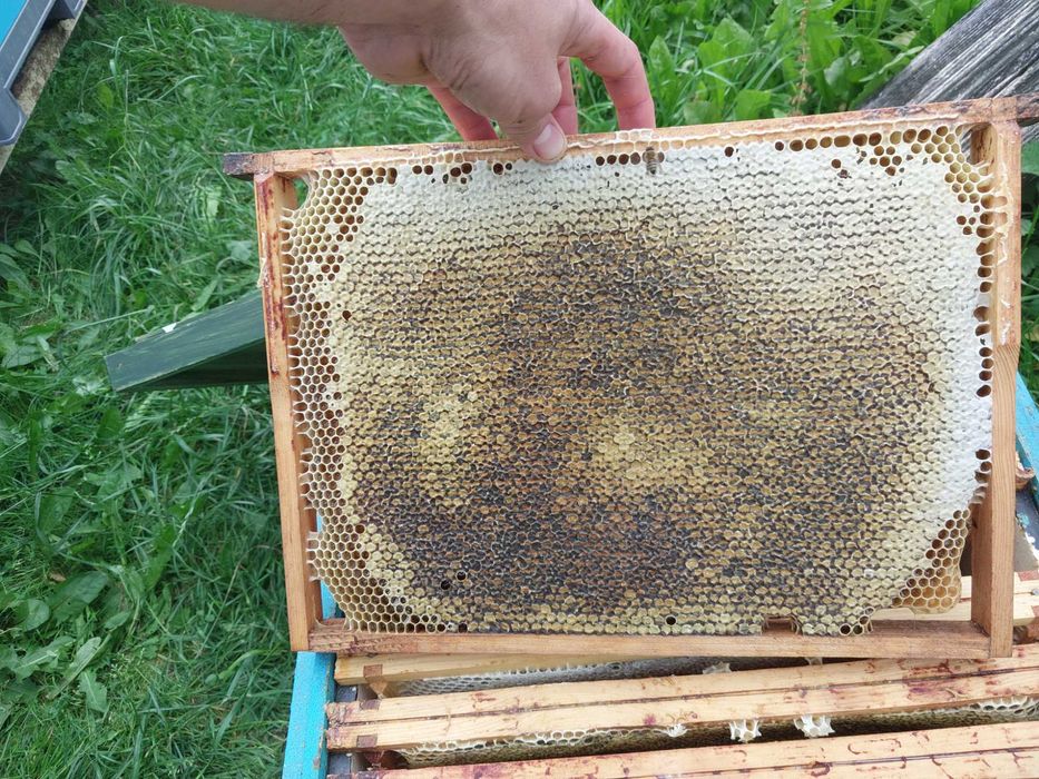 Miód spadziowy, pszczoły, pasieka, ul, ule