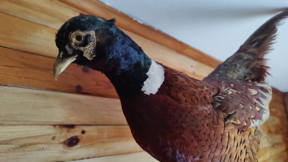 Wypchany ptak Vintage