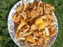 Kurki grzyby świeże 2 kg po 30 zl