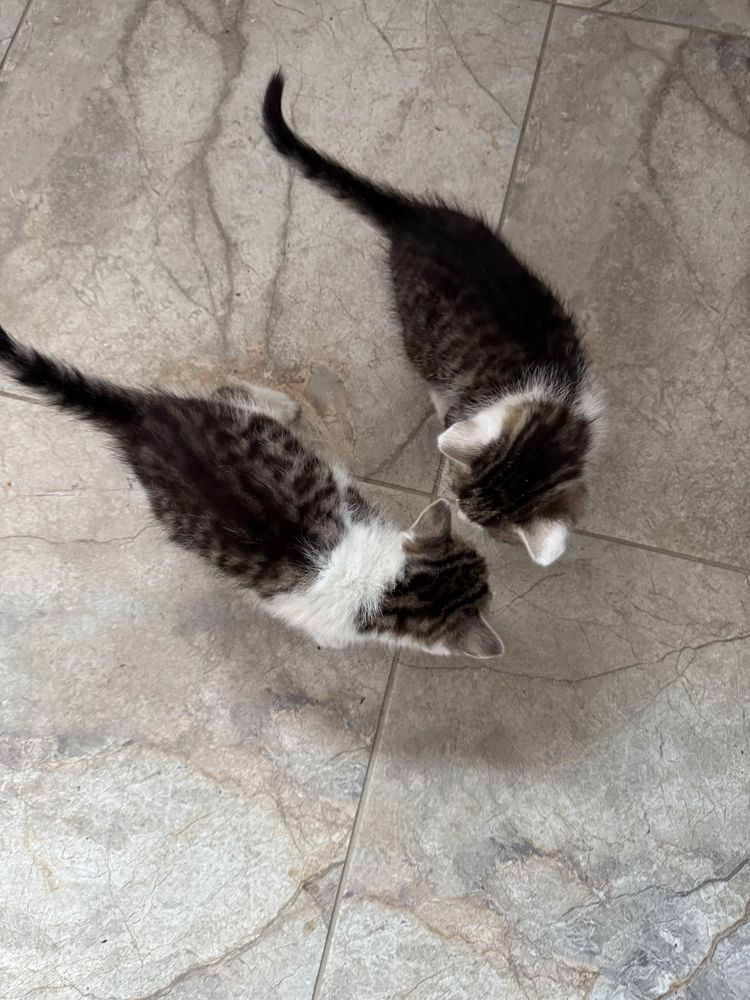 Кошенята дівчатка 1, 5 місяців